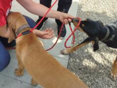 Due cuccioli maltrattati a calci e bastonate salvati a Bologna dalle Guardie OIPA