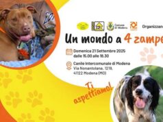 Open day domenica al Canile intercomunale di Modena