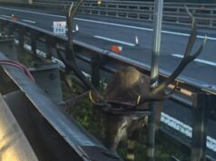 Cervo ferito intrappolato sull’A1 Panoramica: salvato dalla Polizia Stradale di Pian del Voglio