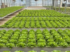 Dalle serre del Bettolino alle mense scolastiche: l’insalata entra nei piatti dei bambini della bassa reggiana