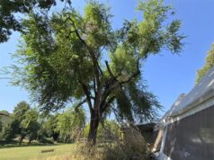 Venerdì a Scandiano una cena per salvare l’Olmo del Bisamar