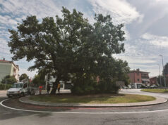 E’ ammalata la quercia della rotonda di via Pio Donati a Formigine