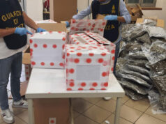 Sequestrati ad un imprenditore modenese oltre 500 kg di derivati della canapa sativa