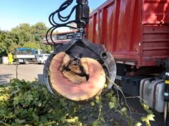 Procede a Reggio Emilia il Piano per la valutazione del rischio arboreo, in via Adua abbattuti tre platani a rischio caduta