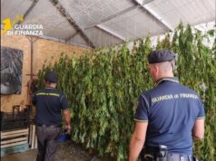 Scoperta maxi piantagione di marijuana nel Palermitano, un arrestato