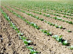 Tabacco, Fit “Anche da OMS rischio duro colpo per il settore”