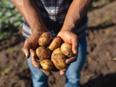 World Food Day, “Potatoes Forever!” celebra la sostenibilità