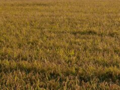 Agricoltura, Assofertilizzanti “Da stop urea rischio perdite fino a 45%”