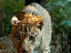 Banca del Fucino entra nella Fondazione Bioparco di Roma