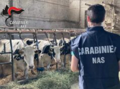 Appennino reggiano, elevate dai NAS sanzioni per irregolarità nella gestione di allevamenti bovini