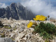 Biodiversità vegetale: la Rete Natura 2000 protegge quasi il 90% delle specie vascolari native dell’UE