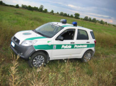 Peste suina africana, nel 2026 quasi raddoppiati i fondi per le attività di depopolamento destinati alle polizie provinciali