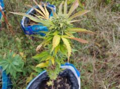 Droga, la Polizia locale della Città metropolitana scopre una coltivazione di Cannabis nei pressi dell’aeroporto di Bologna