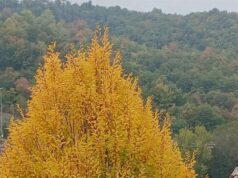 Gli appuntamenti dei prossimi giorni a Castelnovo Monti