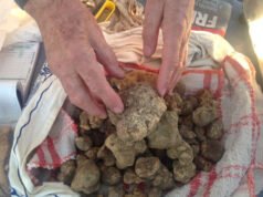È tempo di Tartufesta 2025: torna nell’appennino Bolognese la festa diffusa dedicata al tartufo