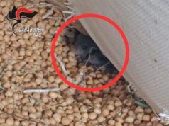 Val d’Enza: cereali stoccati tra topi ed escrementi. Sequestrati 24.000 chili di prodotti
