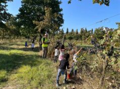 Giornata di vendemmia per un centinaio di bambini al parco della Resistenza di Modena