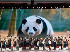Cina: popolazione di panda giganti in cattività quasi raddoppiata in un decennio