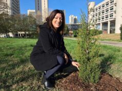 Giornata nazionale degli alberi: in Regione il convegno sugli alberi monumentali e la presentazione della nuova legge