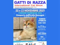 AFeF International Cat Show 22 e 23 novembre 2025 a Fiorano Modenese