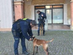 Prosegue nel centro cittadino l’addestramento del Nucleo cinofilo della Polizia locale sassolese