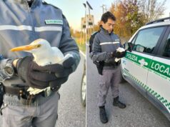 La Polizia locale della Città metropolitana salva un airone con un’ala spezzata
