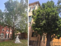Due nuovi alberi monumentali a Correggio