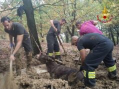 Scandiano: asino bloccato nel fango salvato dai Vigili del fuoco