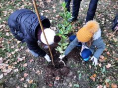 Lungo il Navile, un bosco che cresce