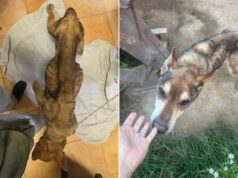 Denutriti, feriti e isolati: le Zoofile dell’OIPA di Modena salvano a Guiglia 5 cani maltrattati