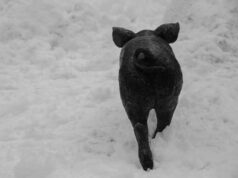 Castelnuovo, con l’inaugurazione della pista di pattinaggio su ghiaccio il Natale entra nel vivo