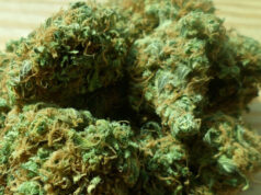 Bologna: la Marijuana arrivava a pacchi tramite corriere. Sequestrati 13 kg e arrestato il destinatario