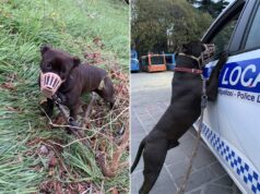 La Polizia locale recupera un cane abbandonato vicino al parco della Montagnola
