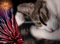 Capodanno: l’Unione Bassa Reggiana invita alla responsabilità. “Festeggiamo con rispetto per persone e animali”