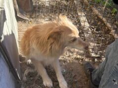 Guiglia, due cani e un gatto salvati da sporcizia e degrado dalle Guardie Zoofile dell’OIPA