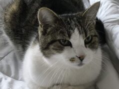 Open day sabato 27 dicembre al Gattile intercomunale di Modena