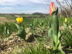 Sabato ad Albinea la messa a dimora di altri 1500 tulipani sul “Cammino di Matteo”