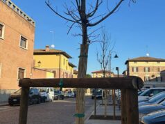 A Spilamberto conclusi i lavori per il rinnovamento degli alberi di Piazza Caduti Libertà
