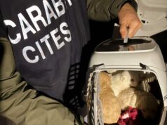 I militari del Nucleo Carabinieri CITES di Bologna sequestrano sette cuccioli di Maltipoo