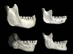 Ricerca: trovato l’ultimo antenato comune di Sapiens, Neandertal e Denisoviani
