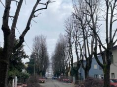 Novellara: in via Gramsci si potano i tigli