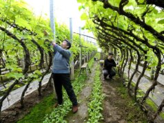 Cina, nuove misure per modernizzare la produzione agricola