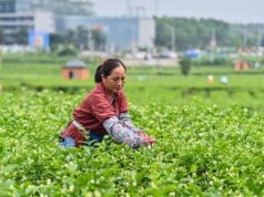 Cina, obiettivo industria del tè da 1.500 mld di yuan entro il 2030