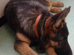 La Polizia locale di Mirandola recupera una cucciola di pastore tedesco