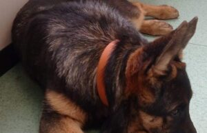 La Polizia locale di Mirandola recupera una cucciola di pastore tedesco