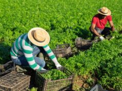 Contrasto al caporalato e allo sfruttamento dei lavoratori in agricoltura, l’assessore regionale Paglia incontra le rappresentanze sindacali
