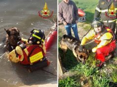 Scivola in acqua e non riesce a risalire a riva: Pastore tedesco salvato a Medolla dai Vigili del fuoco