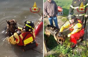 Scivola in acqua e non riesce a risalire a riva: Pastore tedesco salvato a Medolla dai Vigili del fuoco
