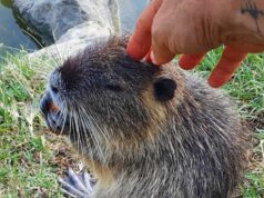 Nutrie, a Bologna firmata l’ordinanza per gli interventi di controllo della popolazione in area urbana