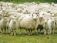 Blue tongue, la Regione continuerà a sostenere anche nel 2026 l’acquisto dei vaccini per gli allevatori che decidono di aderire alla campagna